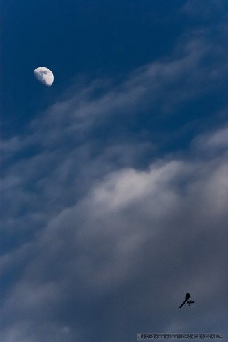 One small step for man_27-06-2004_Tychy