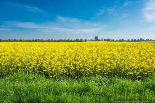 RZEPAKOWE POLE - 04.05.2014